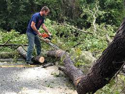 Best Tree Removal Service  in Curtisville, PA