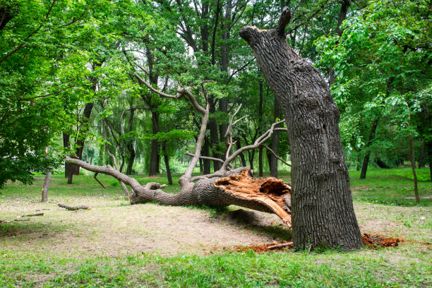 How Our Tree Care Process Works  in  Curtisville, PA